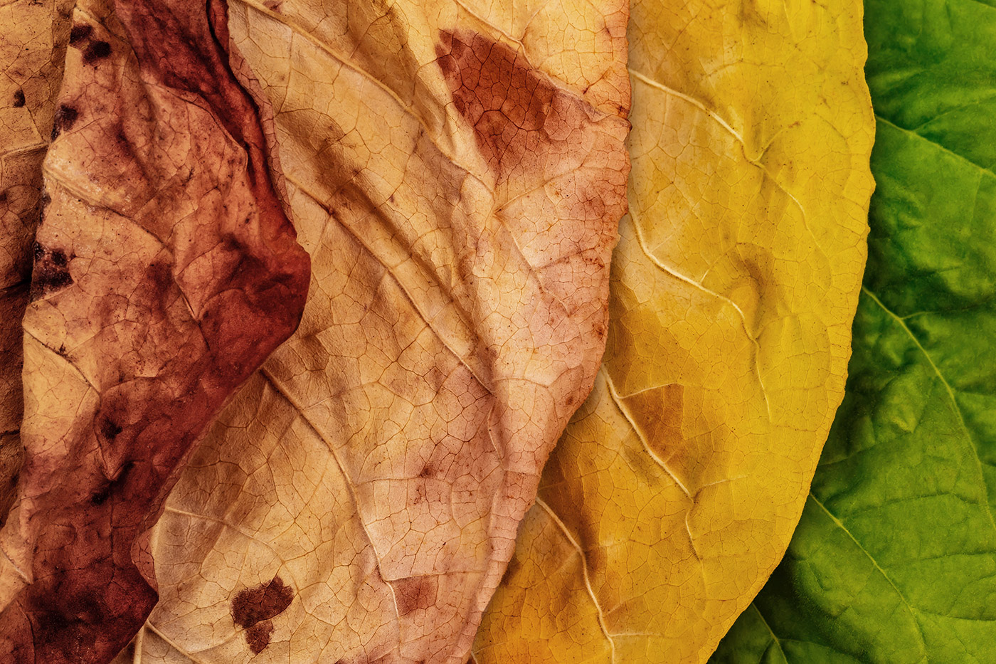 Tobacco